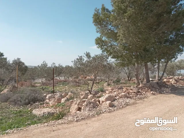 Farm Land for Sale in Hebron Dura