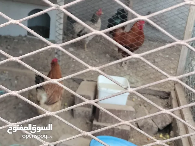 دجاج للبيع  وليس لتبني