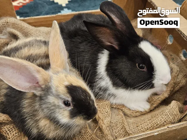 أرانب نشيطه