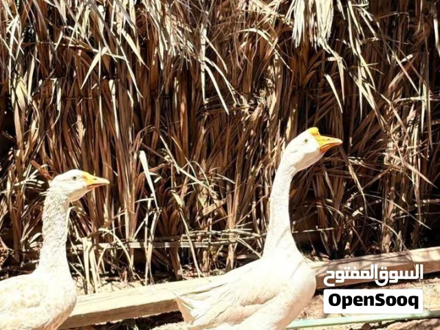 زوج وز بلغاري للبيع