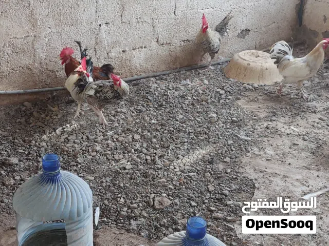 دياكة للبيع العدد 6 حبات