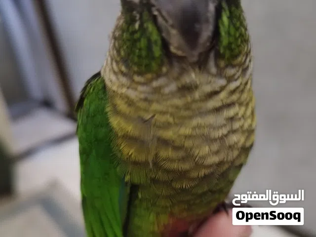 كنيور كرين شيك أليف جدا و لعوب