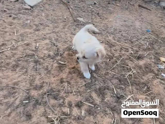 كلب تشيواوا لون ابيض