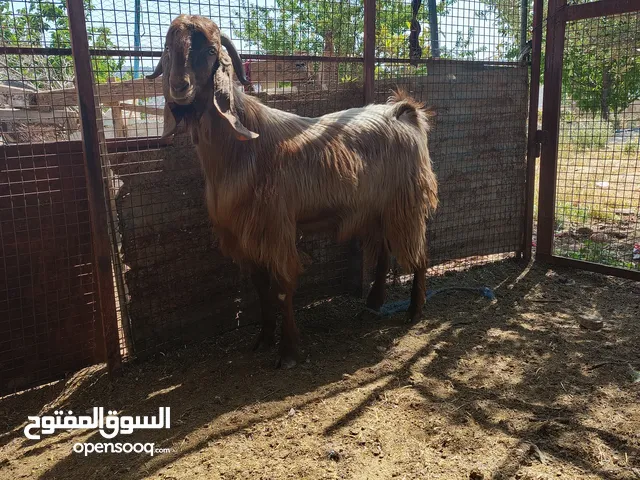 متاح فحل قبرصي 3حبات من كل جال كفاله سنه كامله هداد نار الفحل على الامانه شق 3