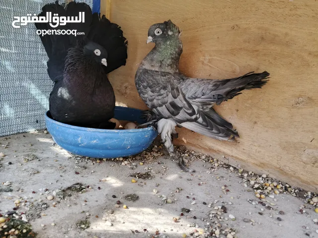 زوج كرنكو طيرة اوبل سيامي الفحل محلق كويت بيهن مجال وعدي تصويرهن وتصوير بناتهن