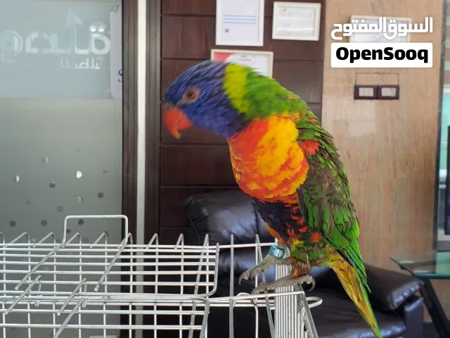 ببغاء لوري رينبو محجل