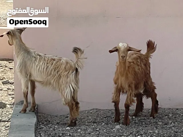 صخلات للبيع