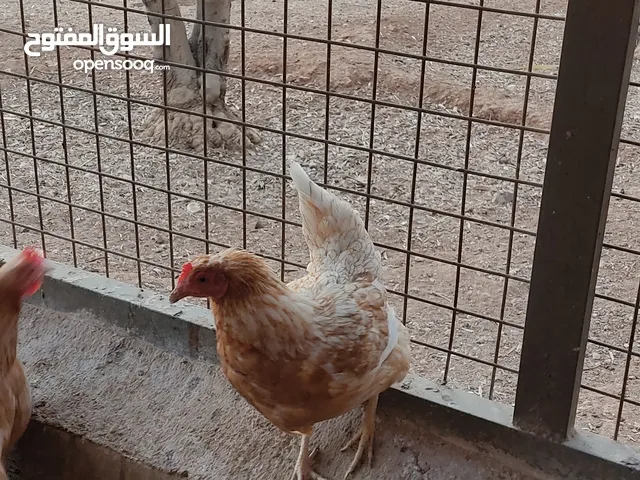 دجاج لوهمان