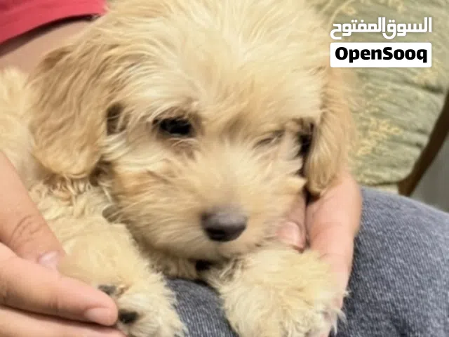 السلام عليكم اريد كلب زينة كانيش فرنسي شبيه ب الي في الصورة و تكون انتى و صحتها جيدا و عمرها 45 يوم