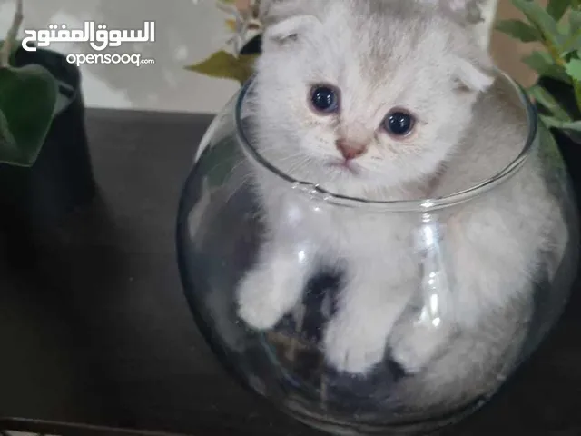 Scottish fold