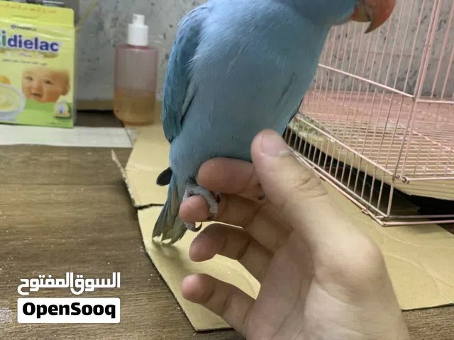 ببغاء هندي اليف لون ازرق