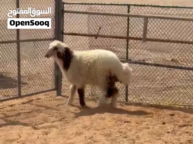ذبايح للبيع