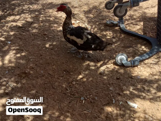 بسم الله ماشاء الله