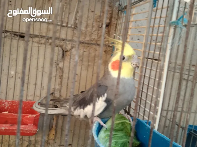 فحلين كوكتيل عمر سنة