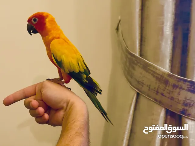 Sun Conure