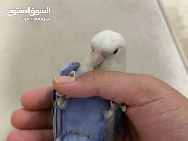 روز اوب لاين أزرق