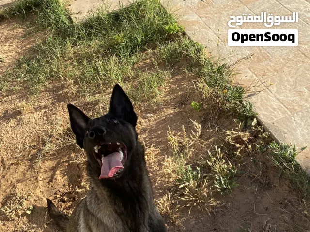 كلبه للبيع