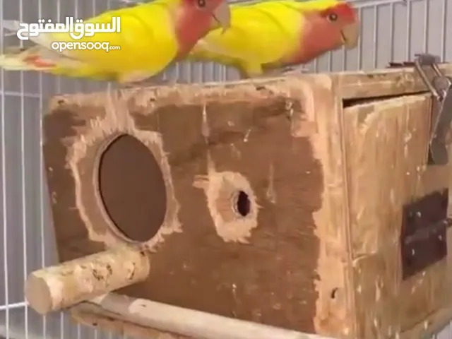 زوج روز ال لون اصفر واحمر والحجم جامبو