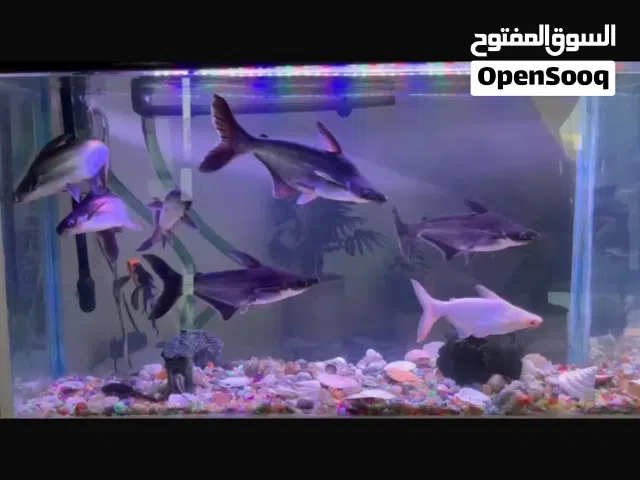 اسماك للبيع فقط نوع القرش (shark)
