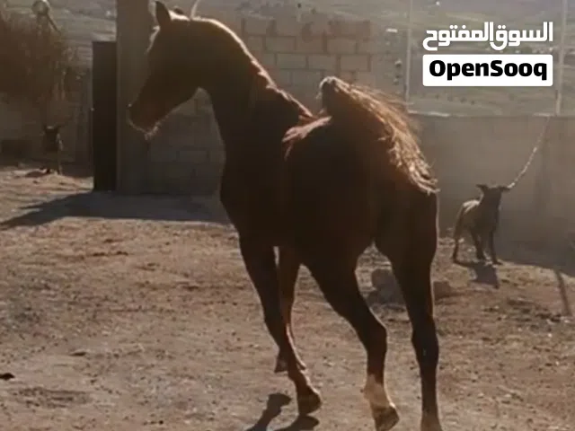 ما شاء الله فرس عربيه مسجله العمر 13 سنه تواصل الوتساب.