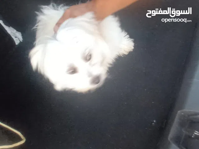 انثى مالتيز عمر 4شهوب