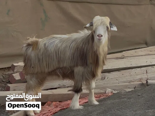 شاه من سلاله وحلال الرحوب