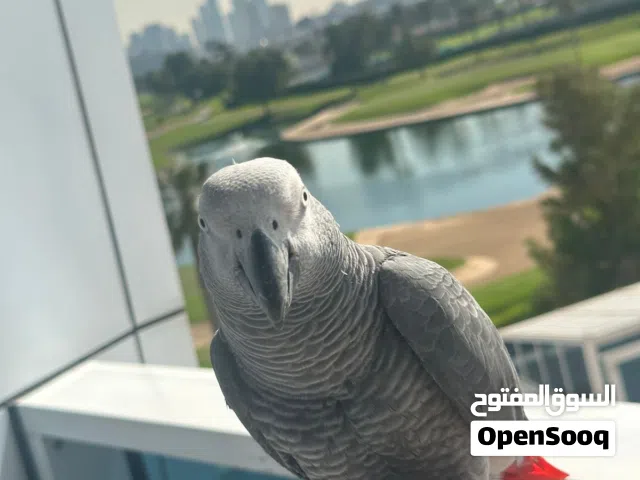 ببغاء كاسكو أفريقي أليف جدا