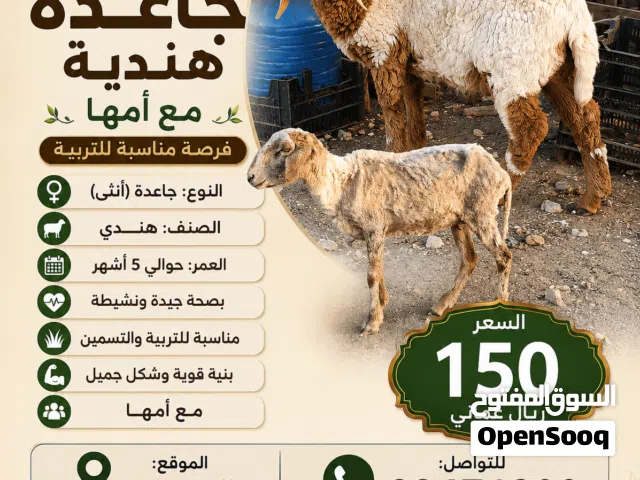للبيع جعد هندي