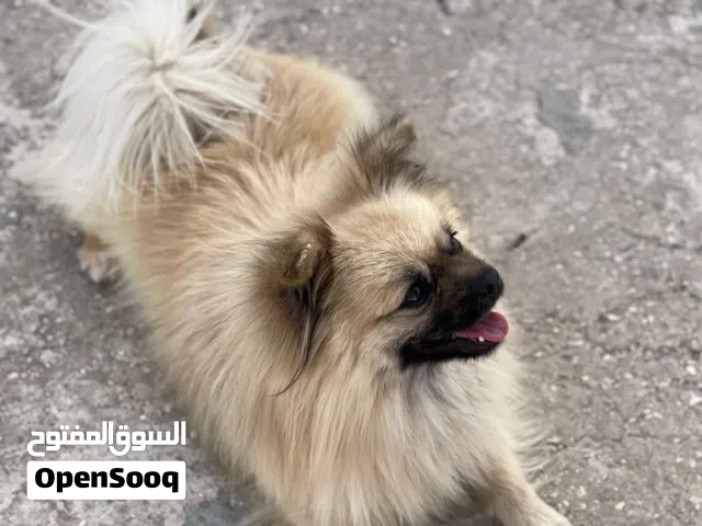 كلب بوميرينيان للبيع او للبدل
