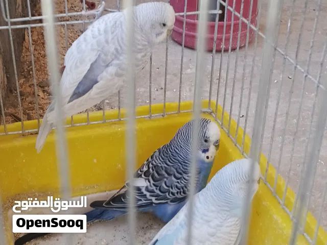 موجود.جوزين عصافير حب الجوز شغلات مكفولات للتواصل واتس