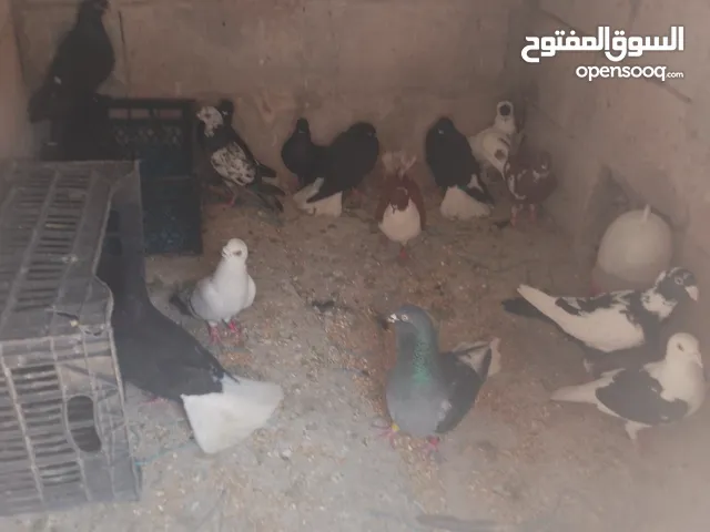 حماام اصلي مخلط