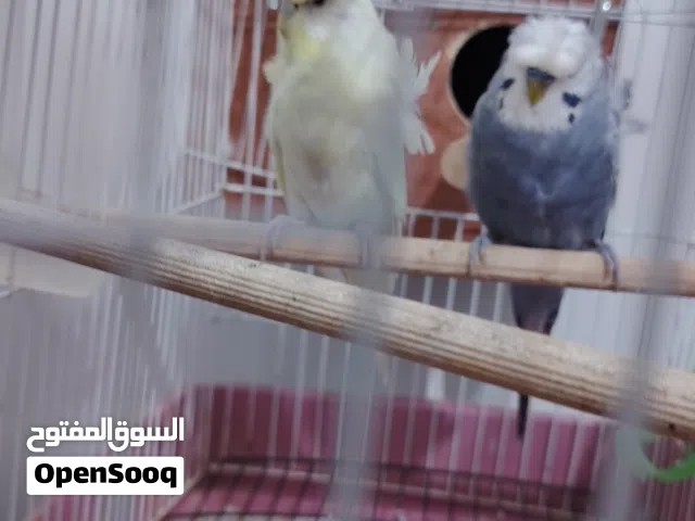 بسم الله ماشاء الله