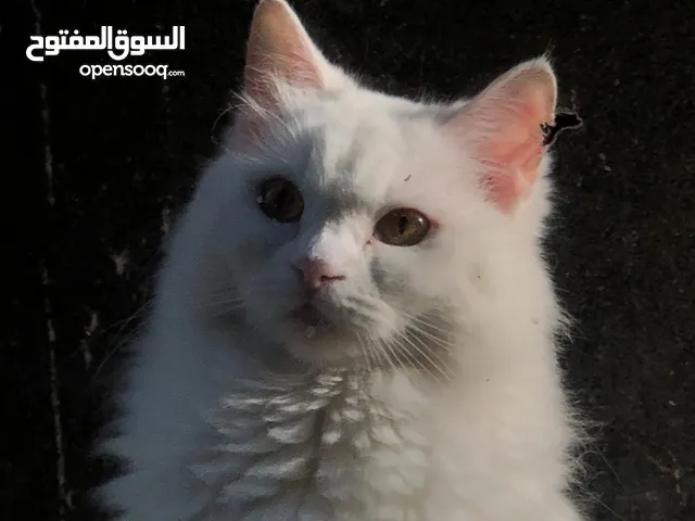 قطة انثى للبيع نوع Turkish angora بيور  female cat for sale Turkish angora