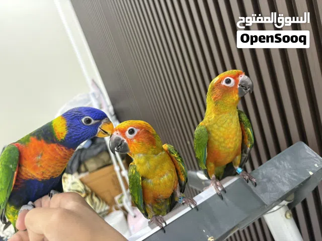 لوري اليف هدد صن كنيورات  اليفات هدد كلهم هدد