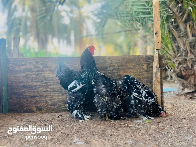 حضائر الساحل