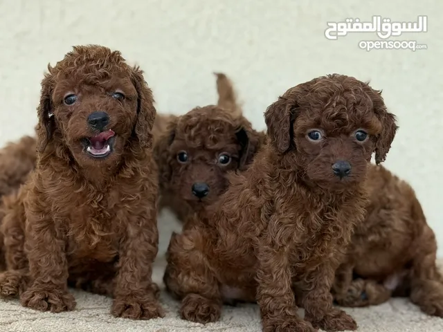 Purely red Poodle