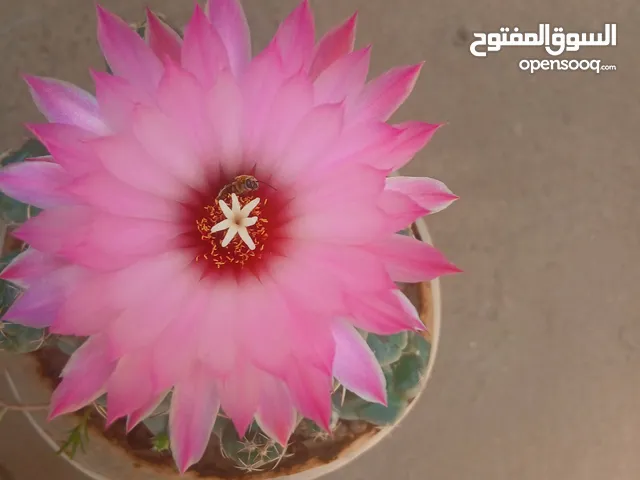 105 m2 1 Bedroom Townhouse for Sale in Red Sea Other