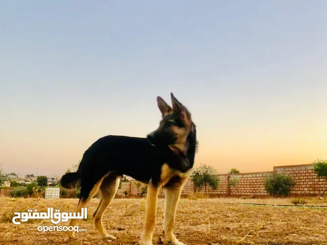 متاح ذكر ااااا