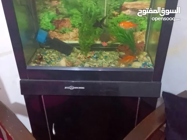 حوض سمك مع خزانه شامل السمك والفلاتر مضخه الاكسجين غطاه مكسور