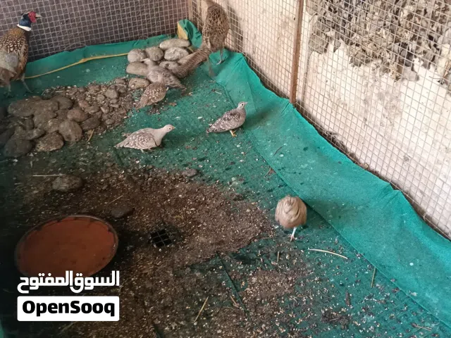 زوج طاير الفرن سن الانتاج قيمت الزوج 30ريال وانثى قطا النغاق العراقي 20ريال