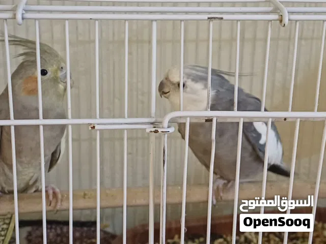 زوج كوكتيل وايت فيس وبير الأول: ذكر وايت فيس  وجه أبيض مميز. النوع الثاني: حبشي مبرقش ب