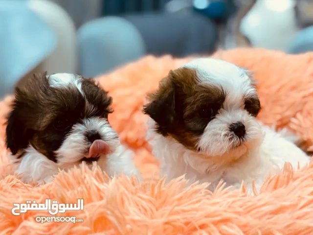 Pure Shihtzu home born puppies