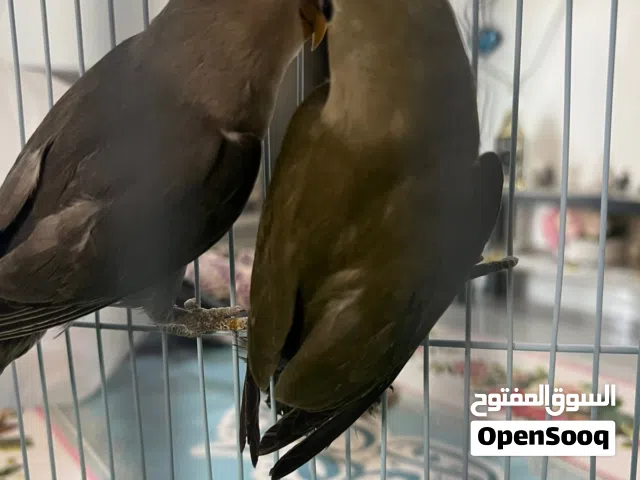 للبيع روز.  تابع الوصف مهم