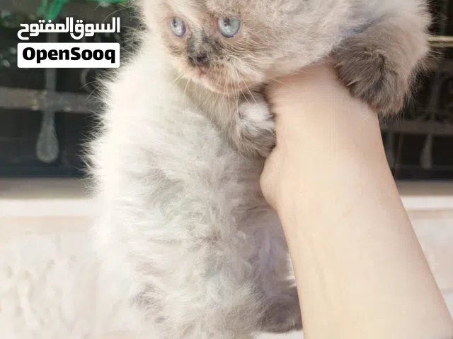 قط هيملايا شوكلت