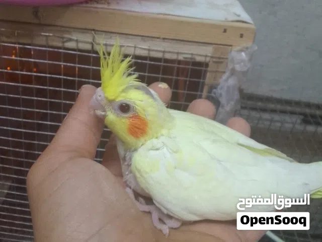 افراخ لاتينو زق يدوي وجوز كوكتيل وايت فيس سبلت البينو