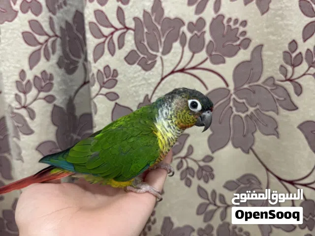 كنيور كرين اليف لعوب وصحته فول