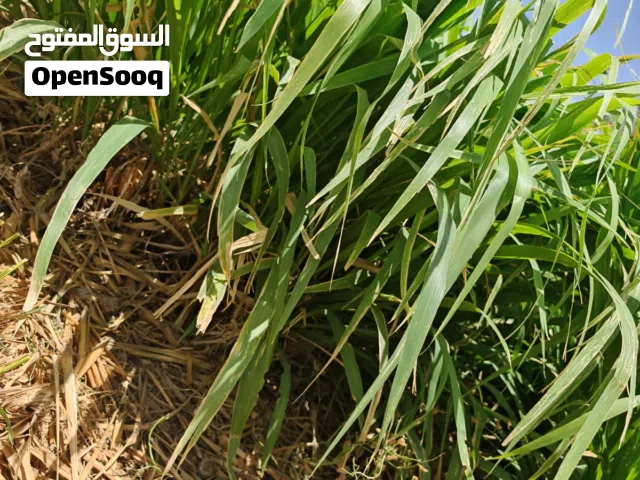 بونيكام طعام حيوانات