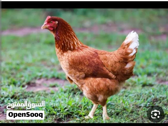 مطلوب دجاج مزارع احمر