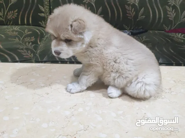 جرو هاسكي عمر 43 يوم بنت متاح توصيل لاي مكان