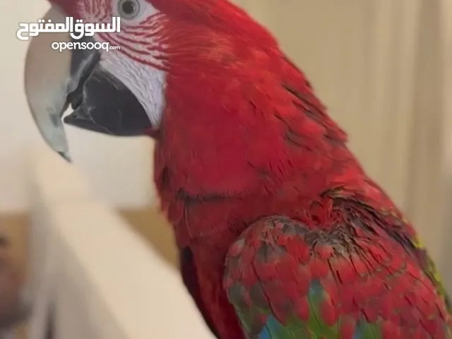 للبيع مكاو احمر